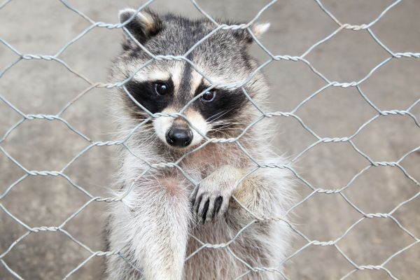 Los Angeles Wildlife Removal