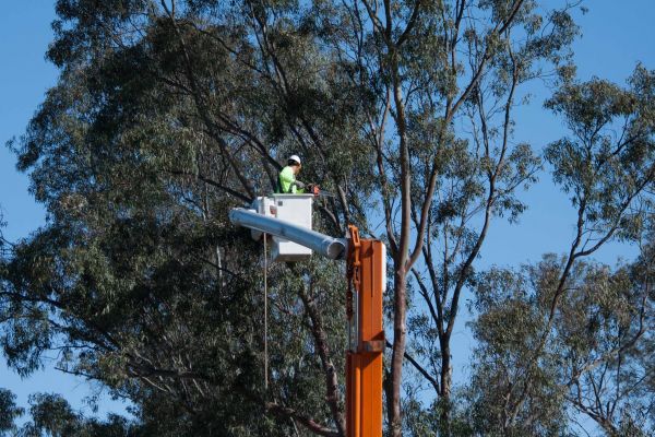 Los Angeles Tree Trimming