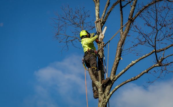 Los Angeles Tree Removal