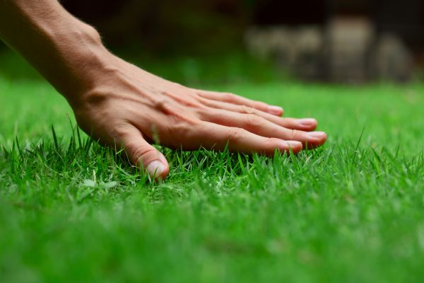 Los Angeles Lawn Treatment